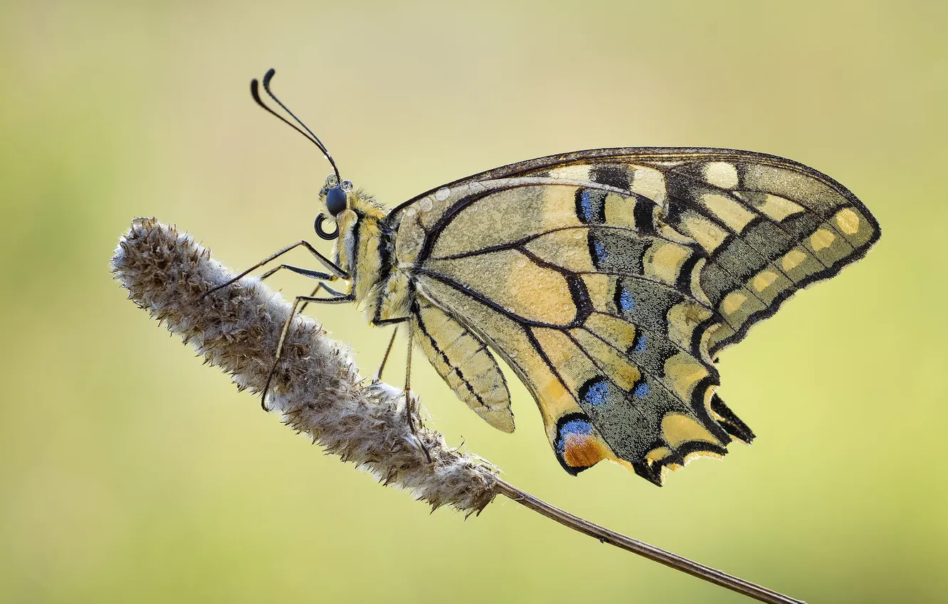 Photo wallpaper flowers, butterfly, plant, wings, insect, moth