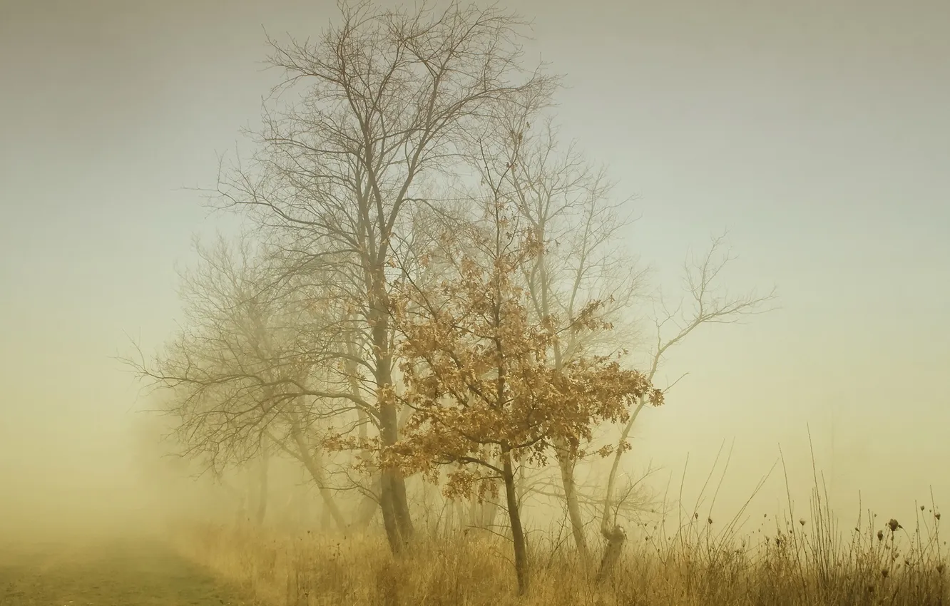 Photo wallpaper trees, landscape, nature, fog