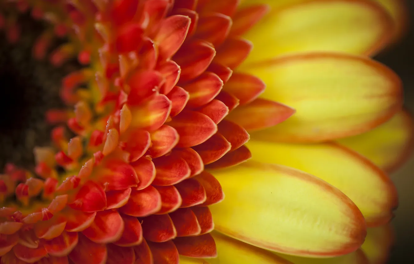 Photo wallpaper macro, flowers, orange, petals, gerbera
