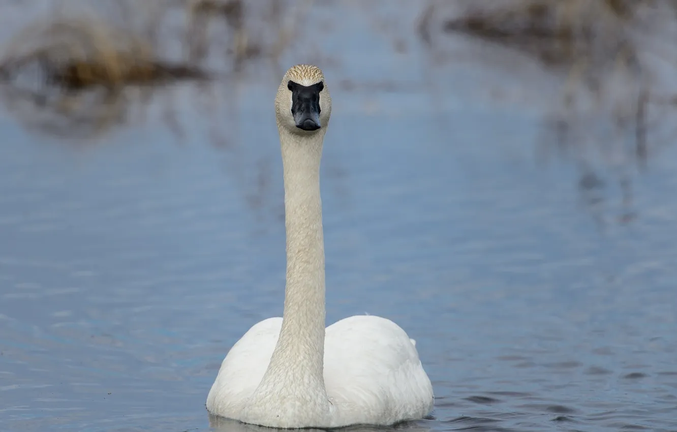 Photo wallpaper white, swans, pond, neck