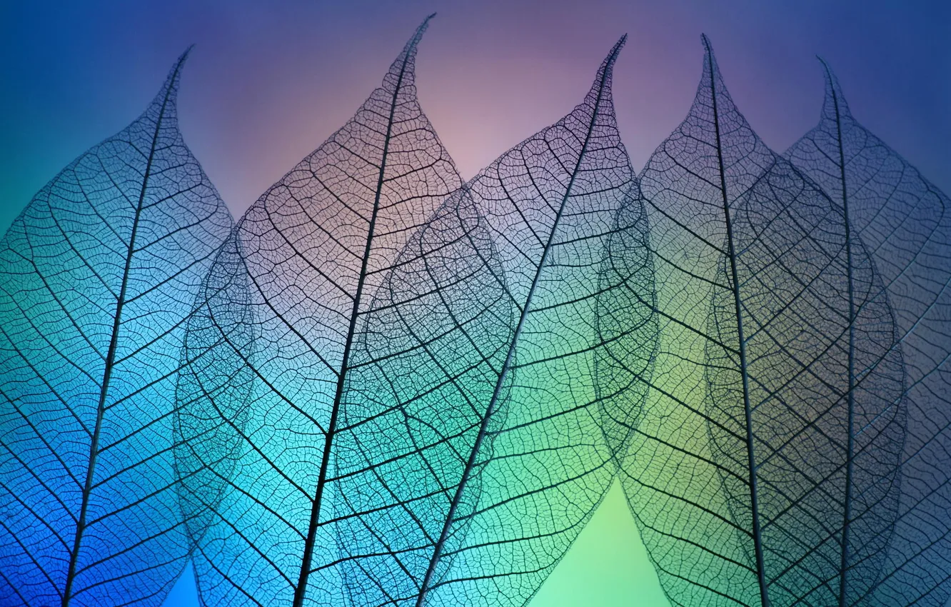 Photo wallpaper leaves, macro, light, background, transparent, veins