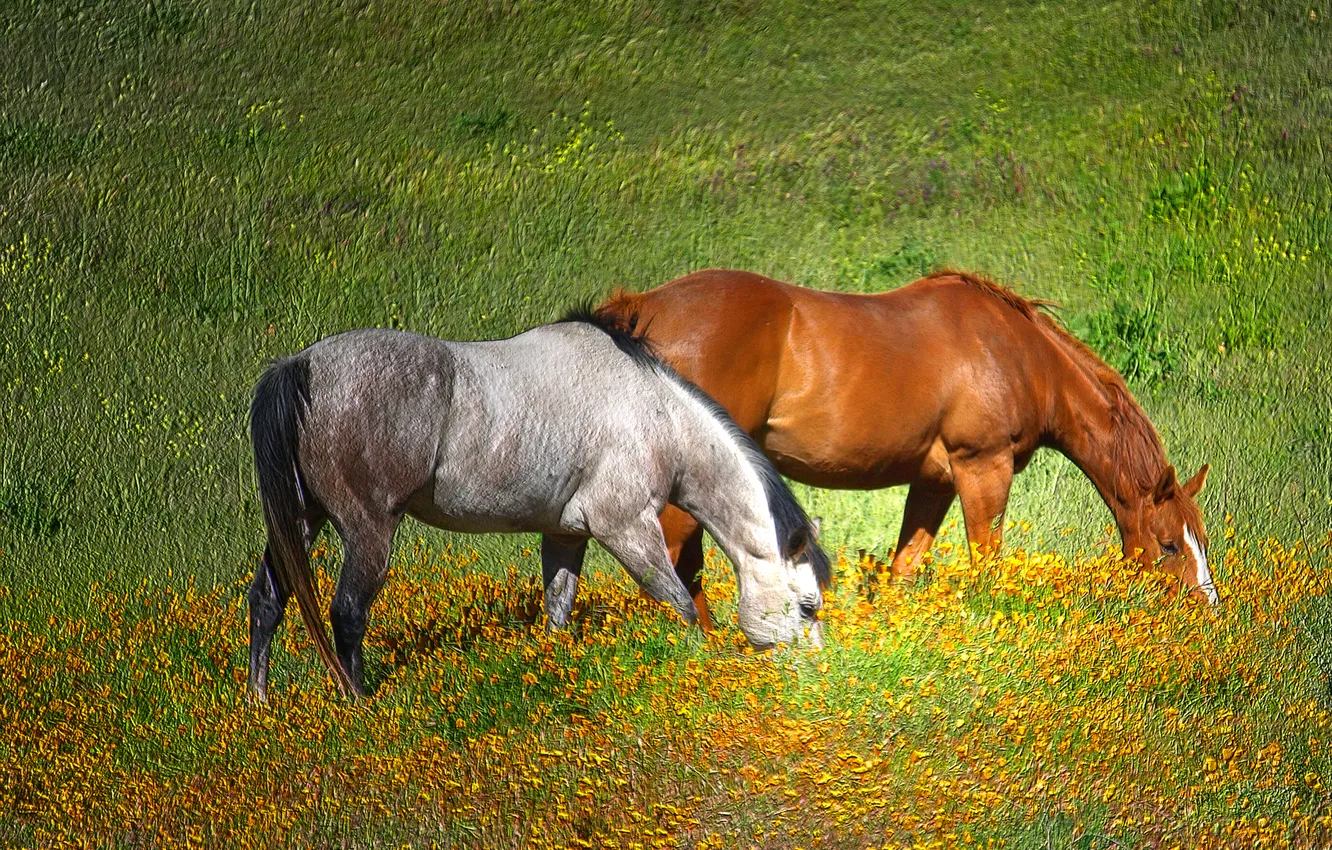 Photo wallpaper greens, grass, the sun, treatment, horse, pasture, meadow
