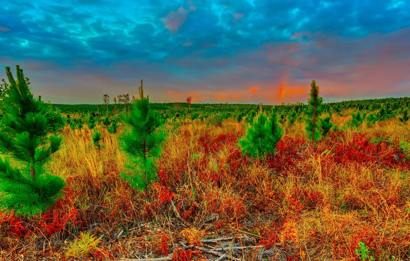 Photo wallpaper autumn, the sky, grass, clouds, tree