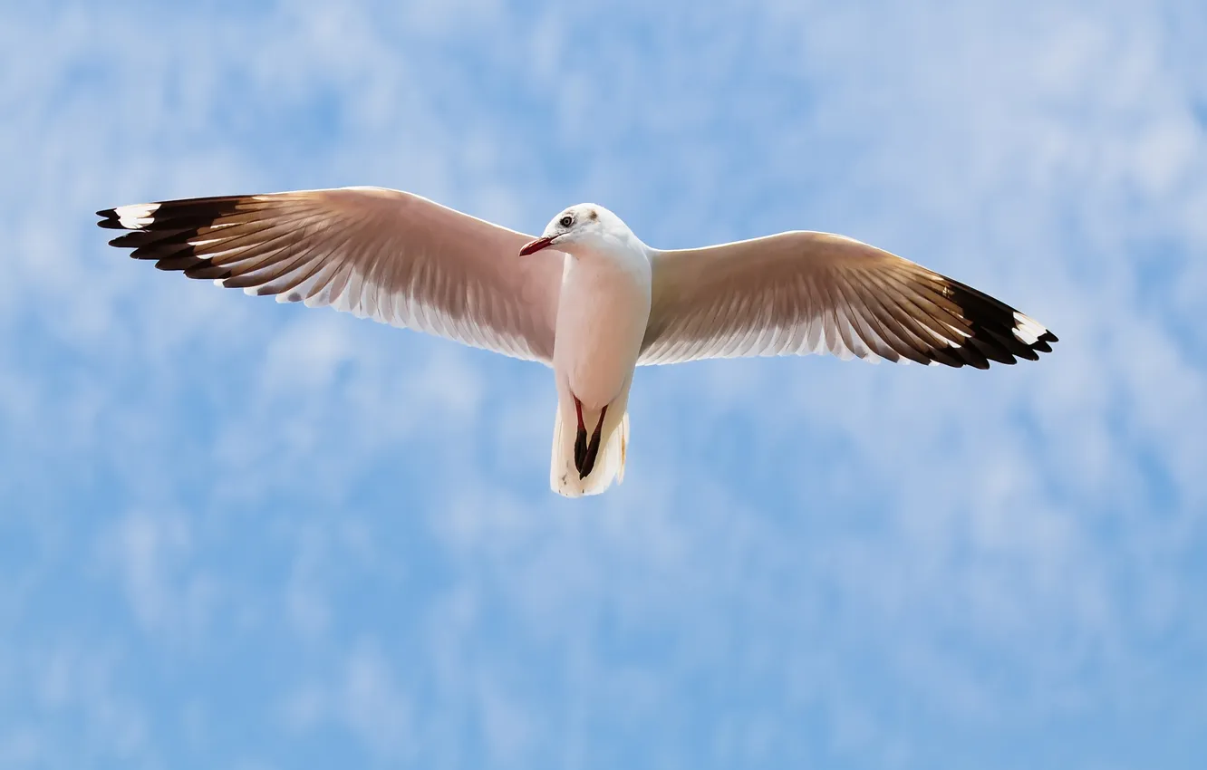 Photo wallpaper flight, bird, seagulls