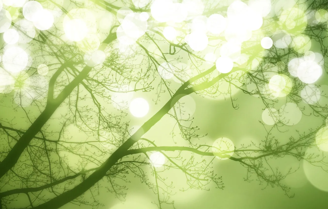 Photo wallpaper light, trees, spring
