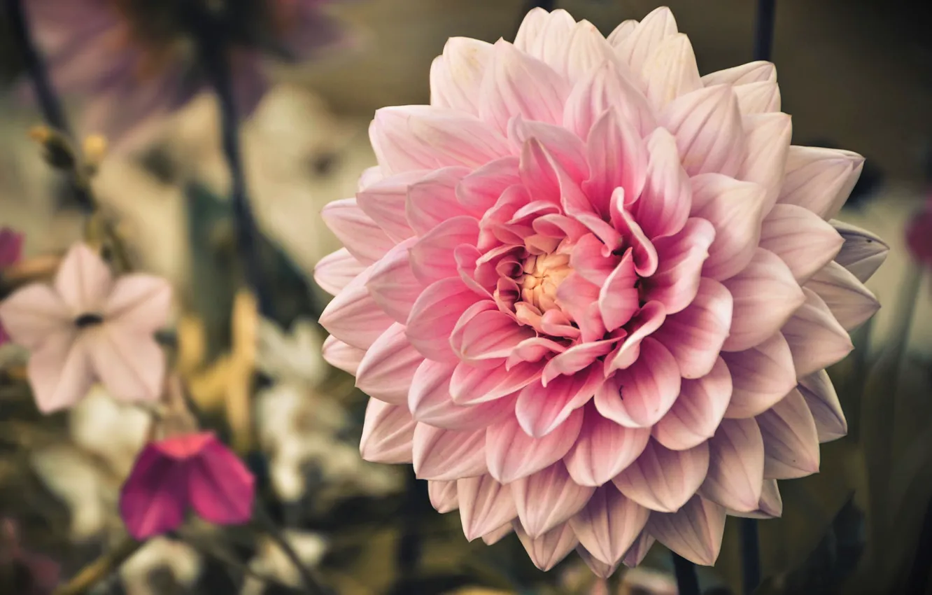 Photo wallpaper macro, pink, dahlias