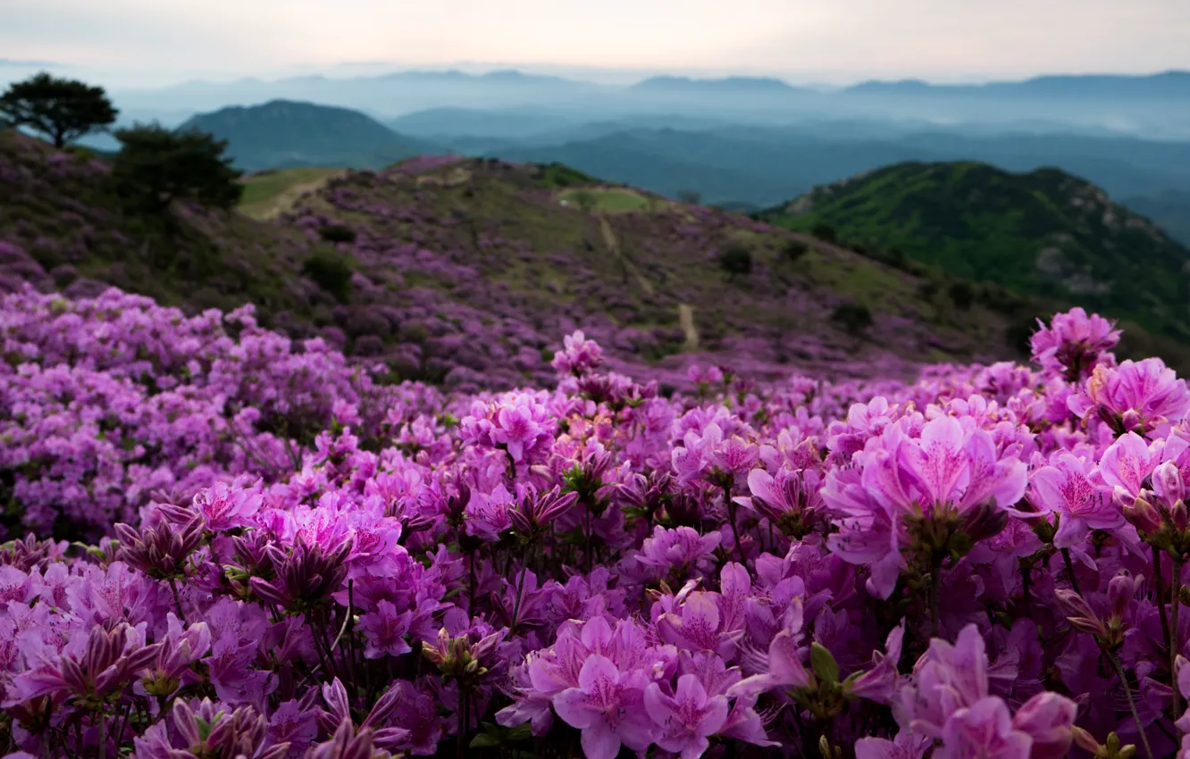 Photo wallpaper landscape, flowers, mountains, nature, fog, hills, South Korea, rhododendrons