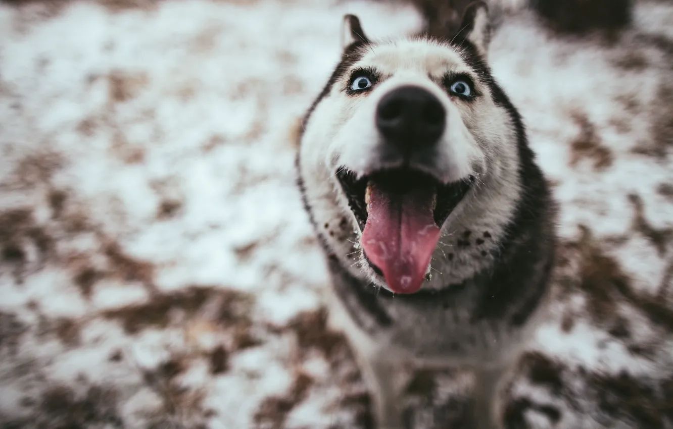 Photo wallpaper language, face, joy, background, dog, blur, Husky