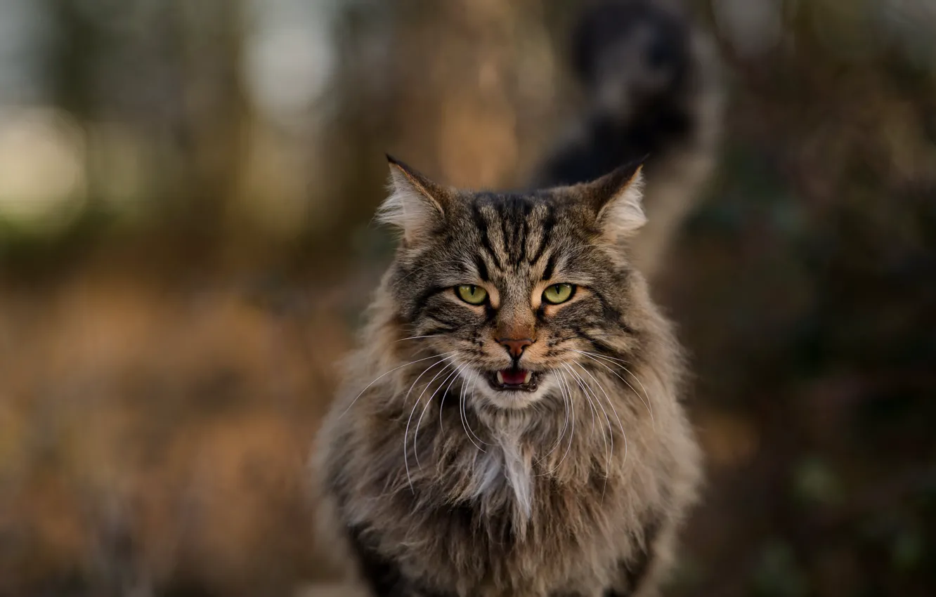Photo wallpaper cat, cat, face, walk, Maine Coon