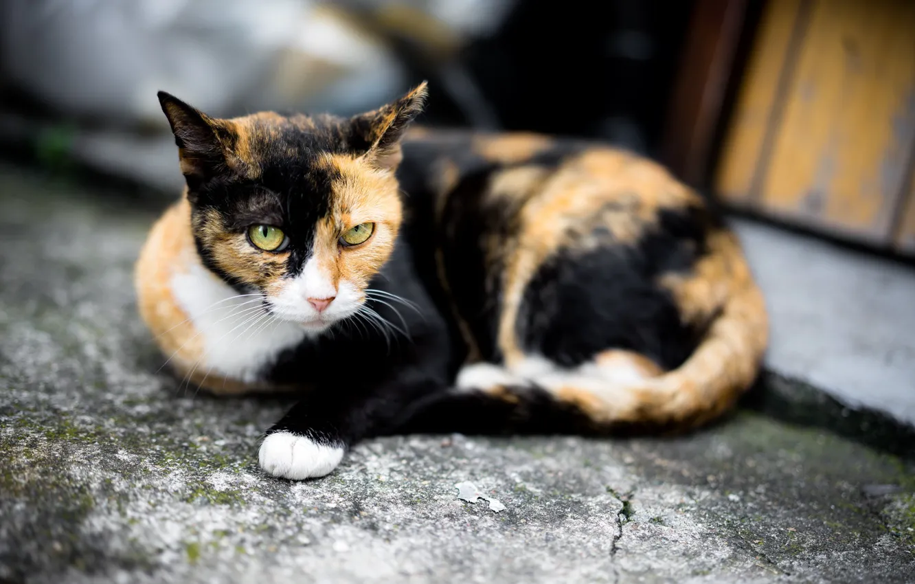 Photo wallpaper cat, eyes, look