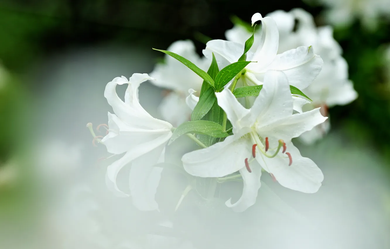 Photo wallpaper macro, Lily, petals, white
