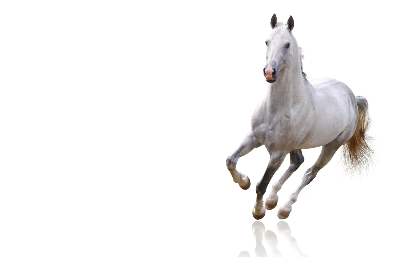 Photo wallpaper white, look, face, background, animal, horse, horse, light
