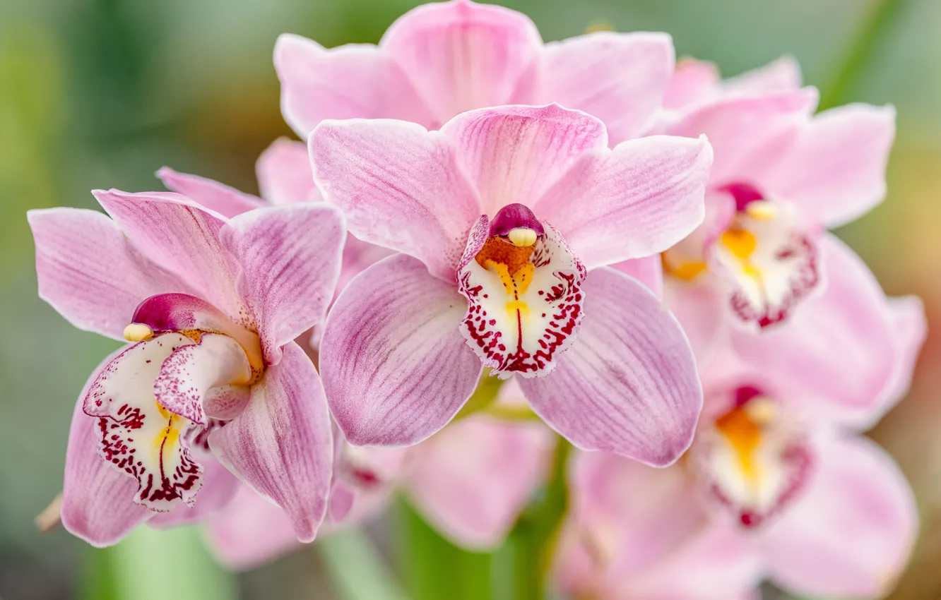 Photo wallpaper pink, Orchid, Cymbidium