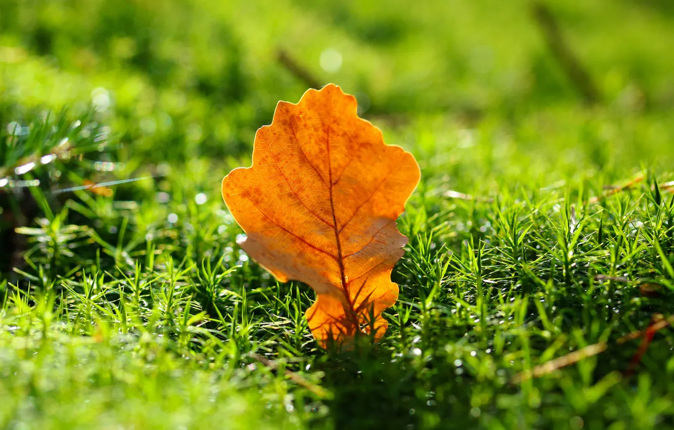 Photo wallpaper autumn, grass, light, oak, autumn leaf