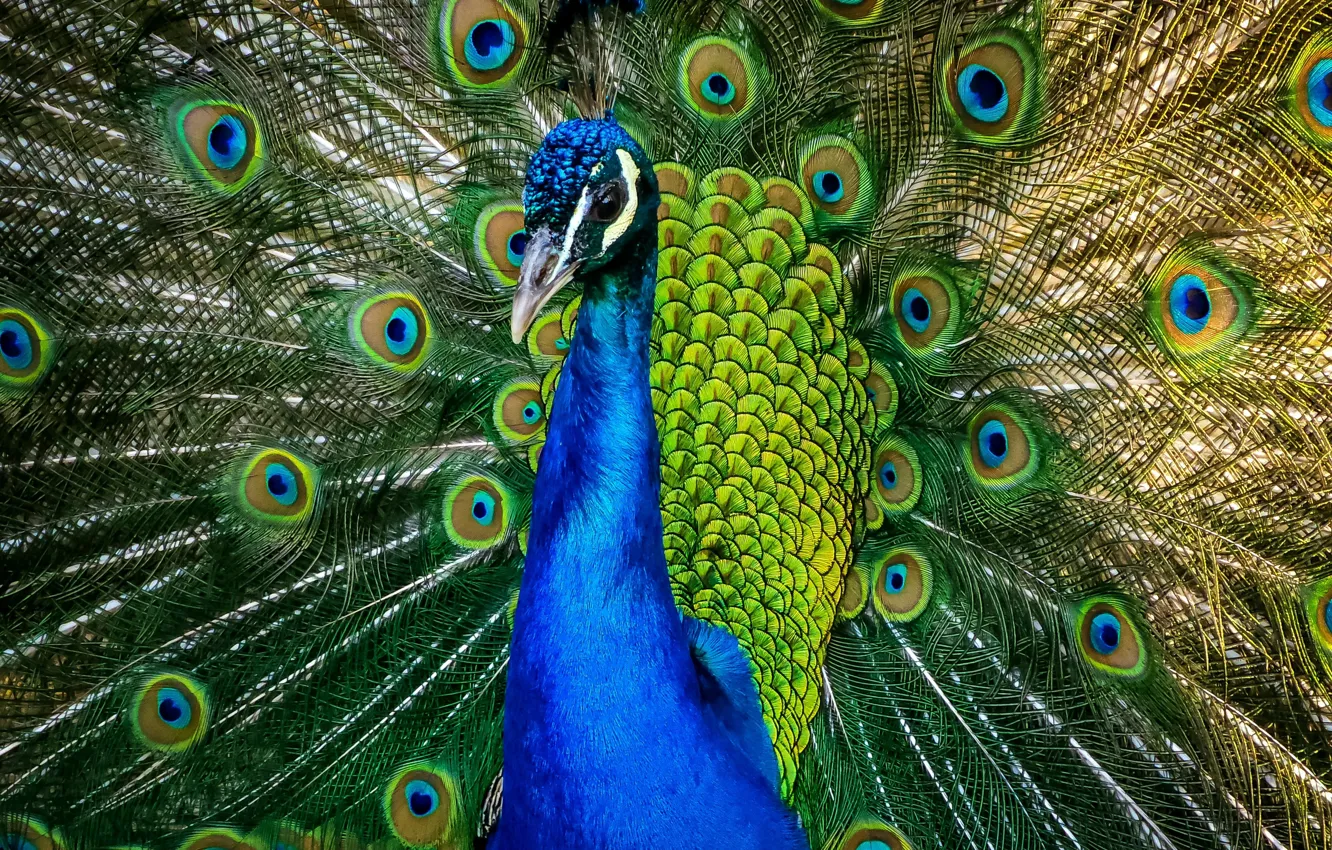 Photo wallpaper bird, feathers, tail, peacock