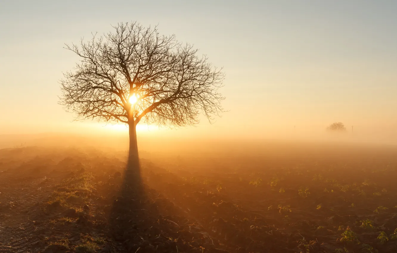 Photo wallpaper field, the sun, fog, tree, morning