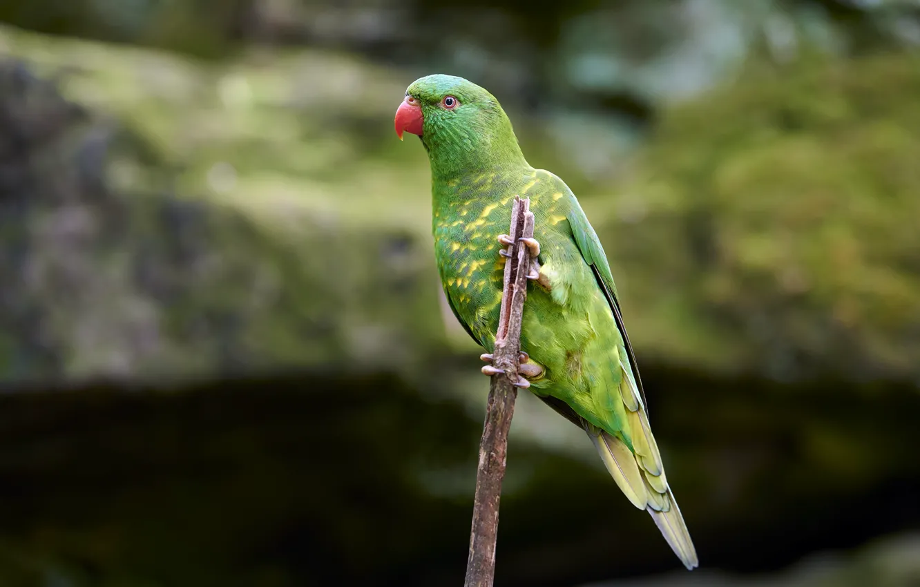 Photo wallpaper green, background, bird, parrot, bitches, bokeh