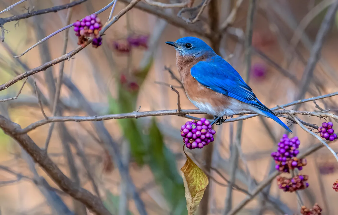 Photo wallpaper branches, berries, bird, fruit, the bushes, lilac, cranioplastic, East sialia