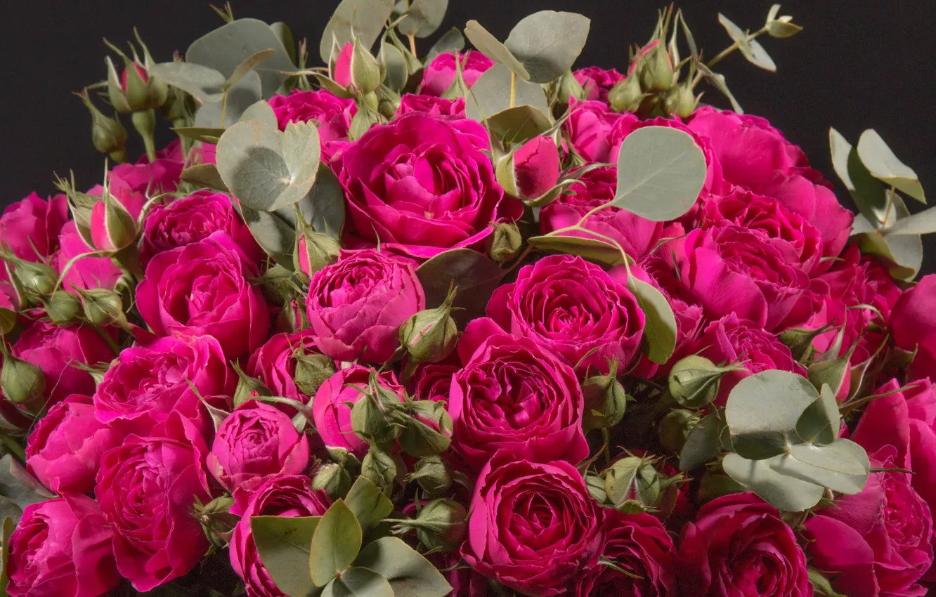 Photo wallpaper roses, buds, Roses, Closeup, Wine color