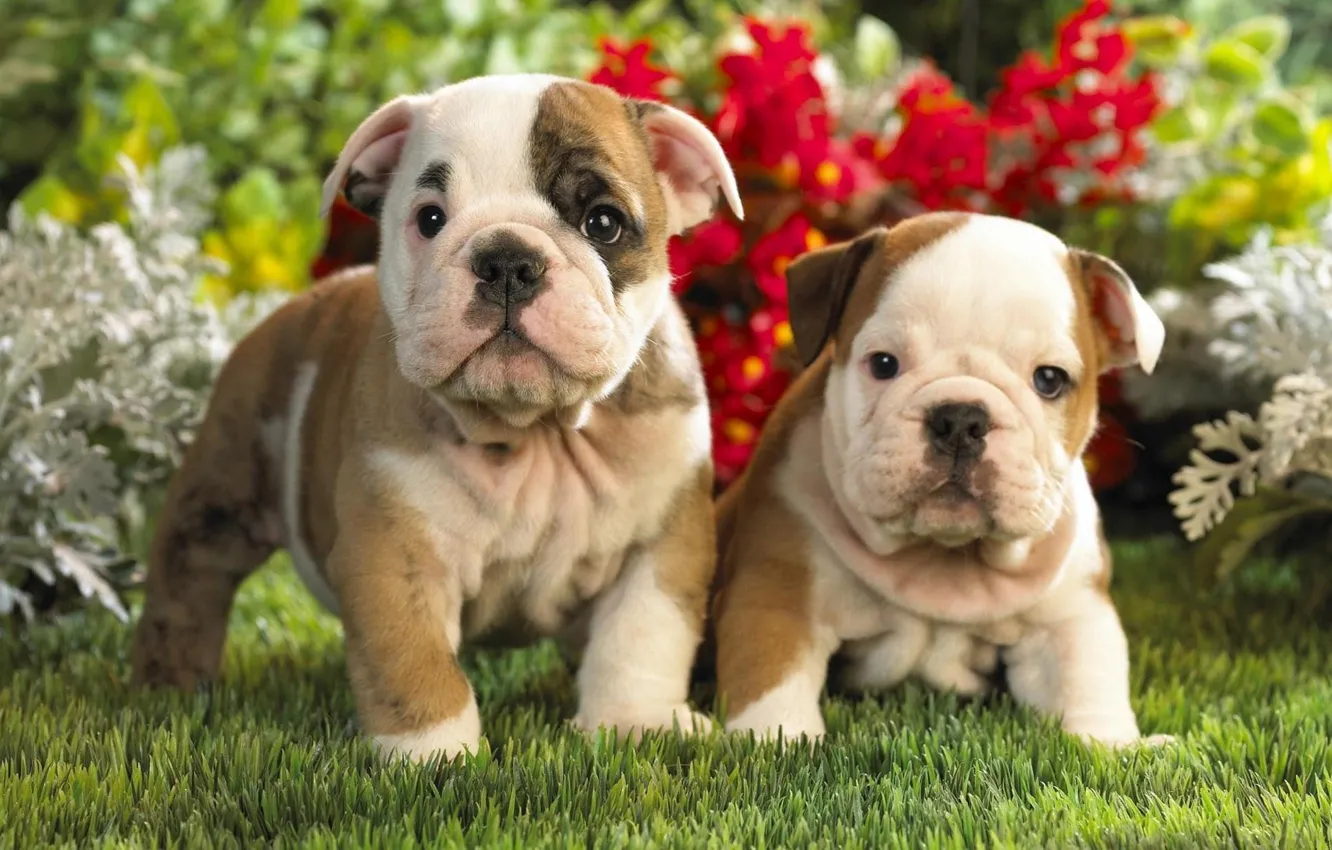 Photo wallpaper baby, puppy, two