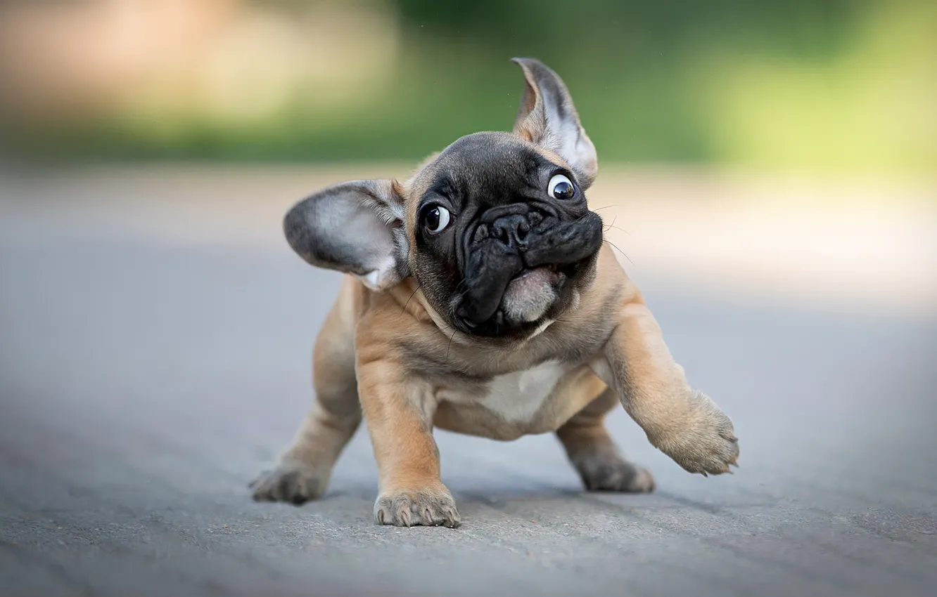 Photo wallpaper eyes, baby, puppy, ears, face, funny, doggie, eye left — eye right