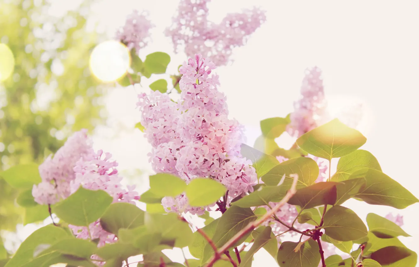 Photo wallpaper greens, summer, leaves, lilac