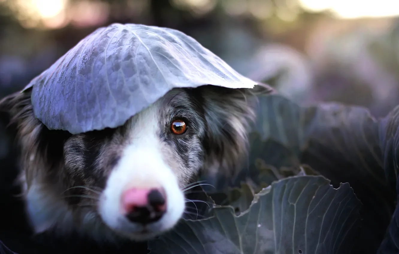 Photo wallpaper look, leaves, dog