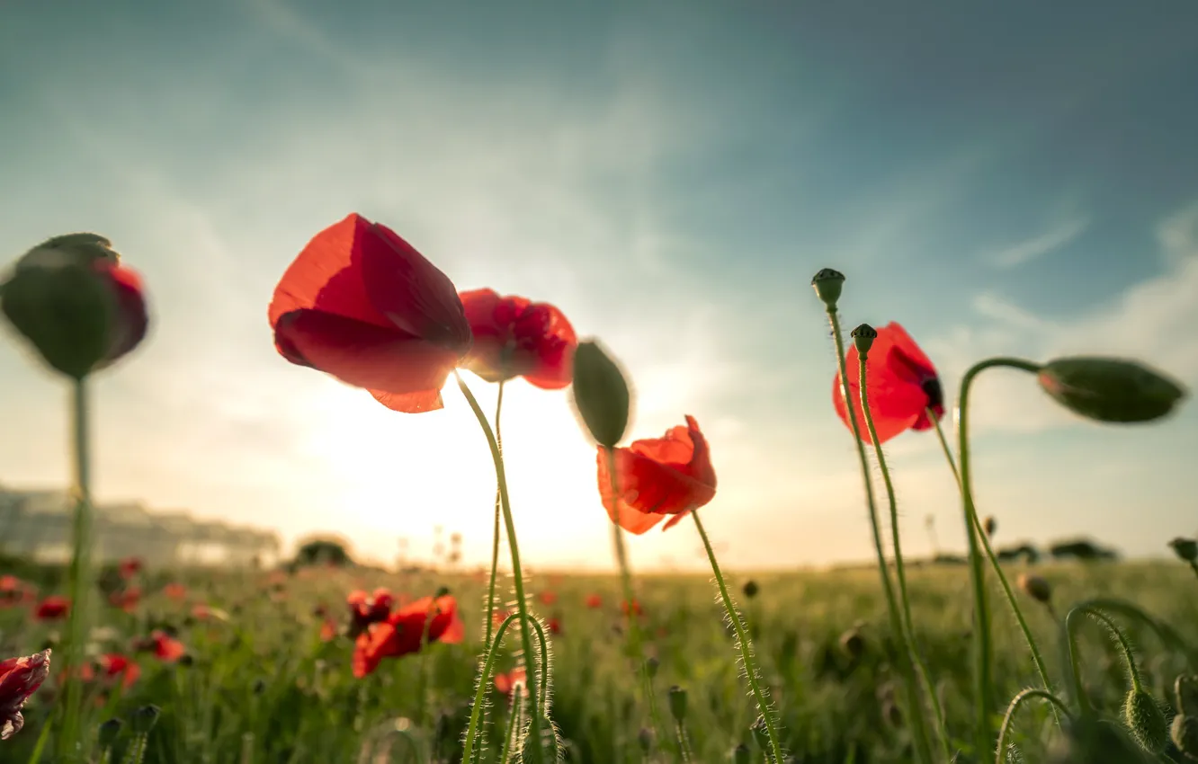 Photo wallpaper field, the sky, the sun, clouds, light, flowers, red, dawn