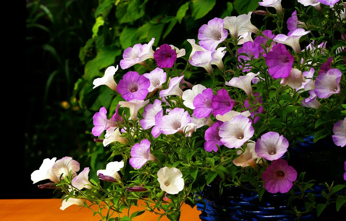 Photo wallpaper flowers, garden, pink, white, lilac, petunias, pots