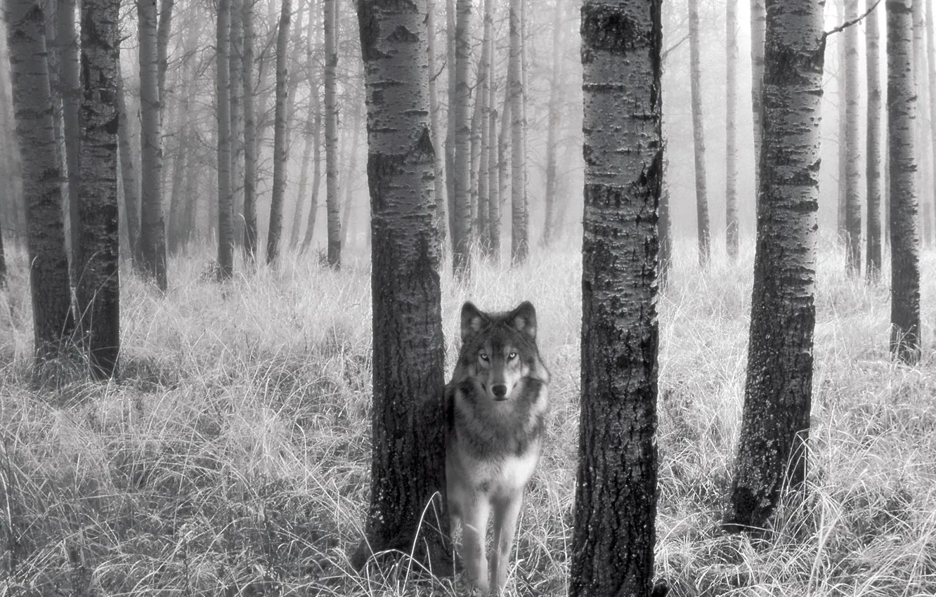 Photo wallpaper grass, trees, wolf