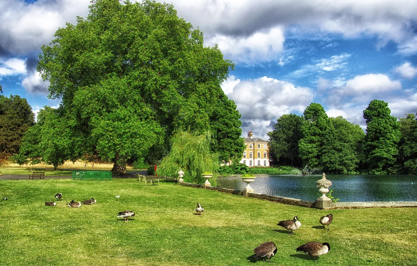 Photo wallpaper greens, the sky, grass, clouds, trees, bench, pond, Park