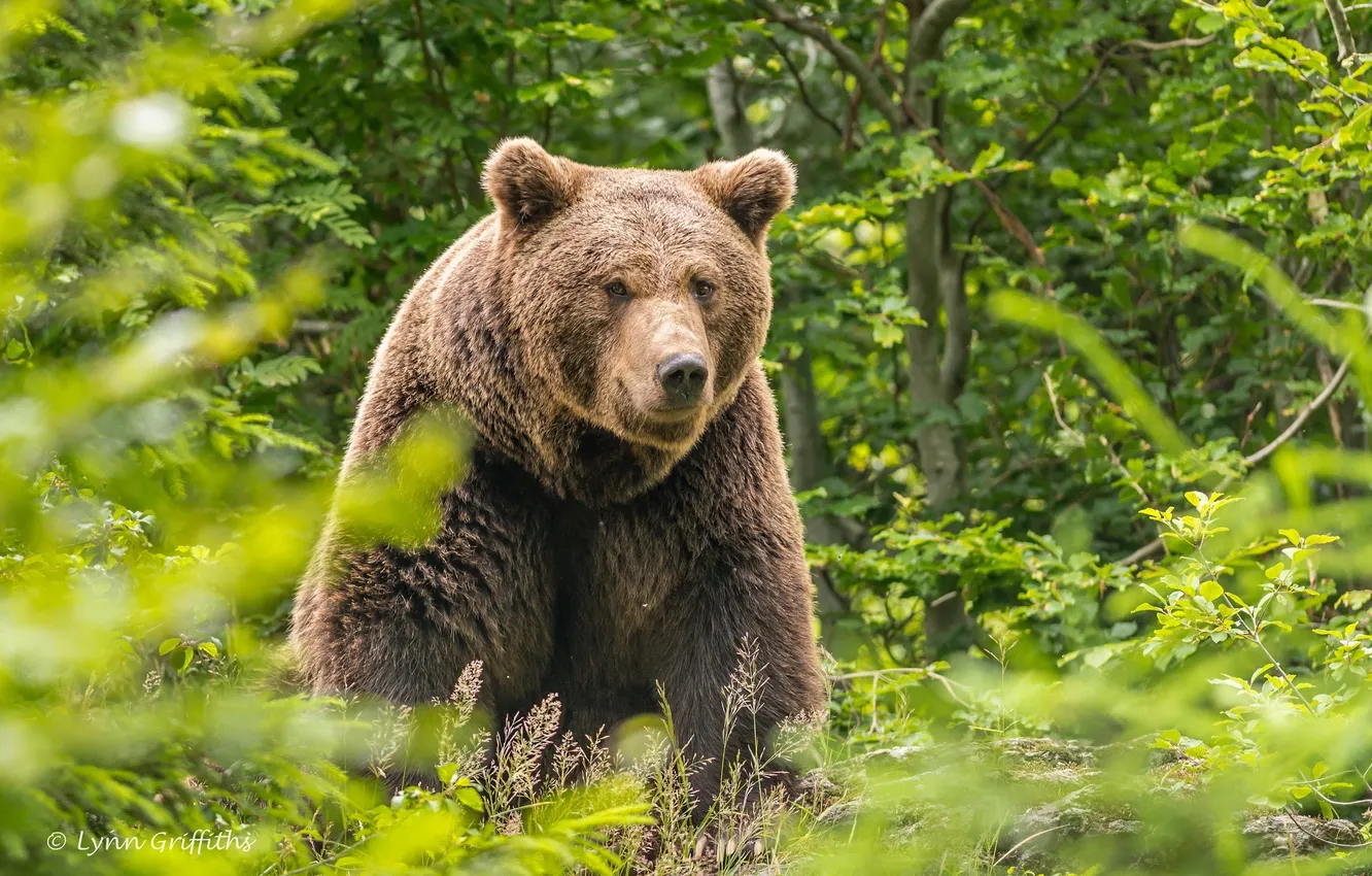 Photo wallpaper forest, summer, face, thickets, brown bear