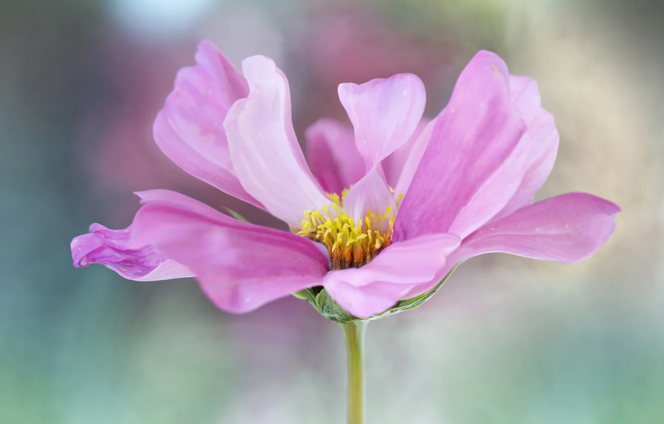 Photo wallpaper flower, pink, kosmeya