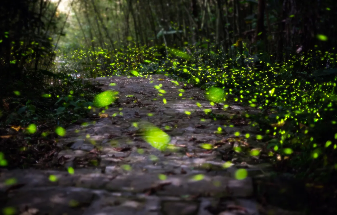 Photo wallpaper forest, light, glare, Park, track, path