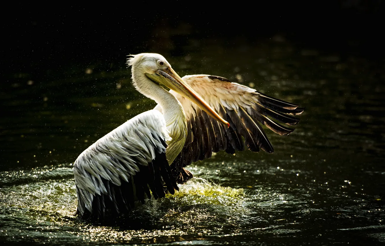 Photo wallpaper nature, bird, pelican