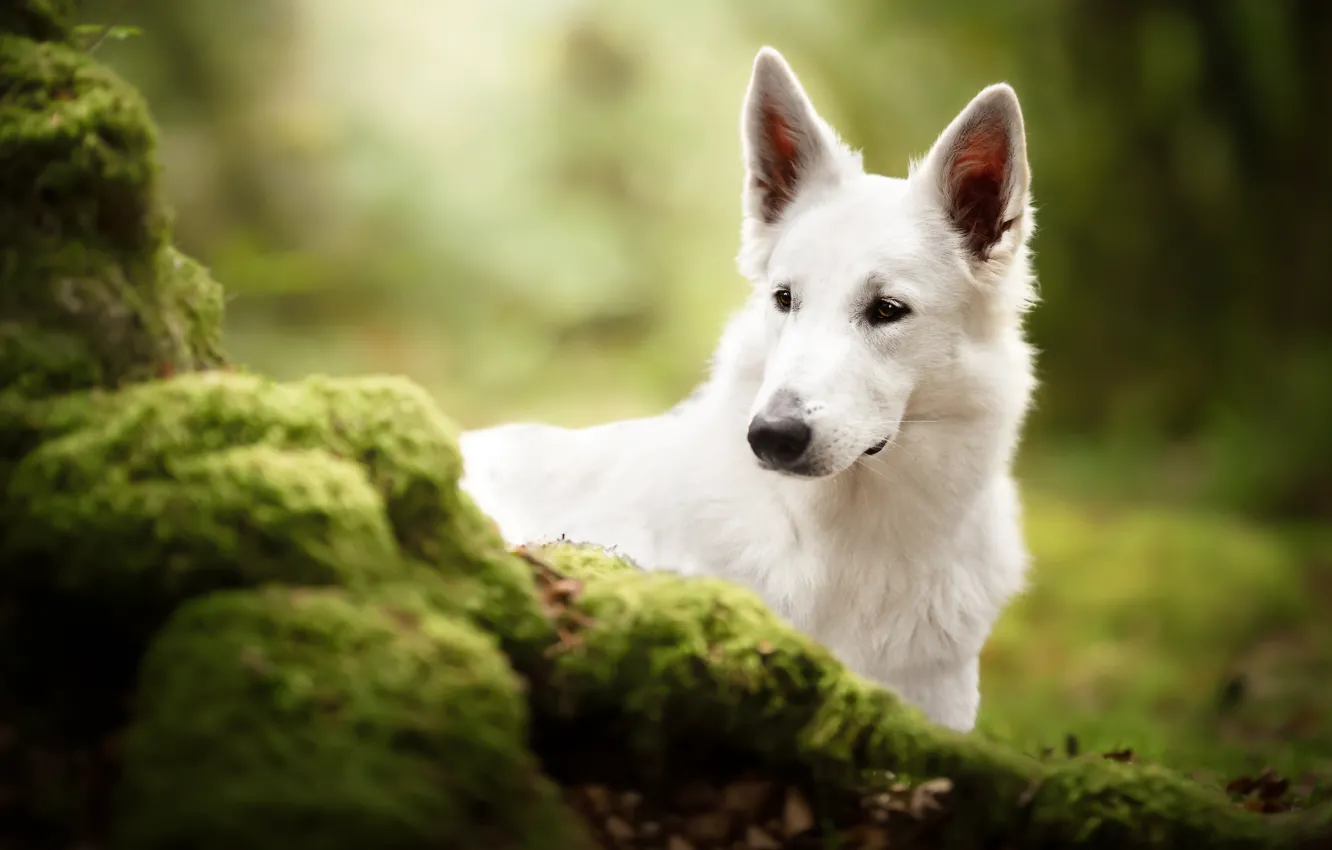 Photo wallpaper face, moss, dog, The white Swiss shepherd dog