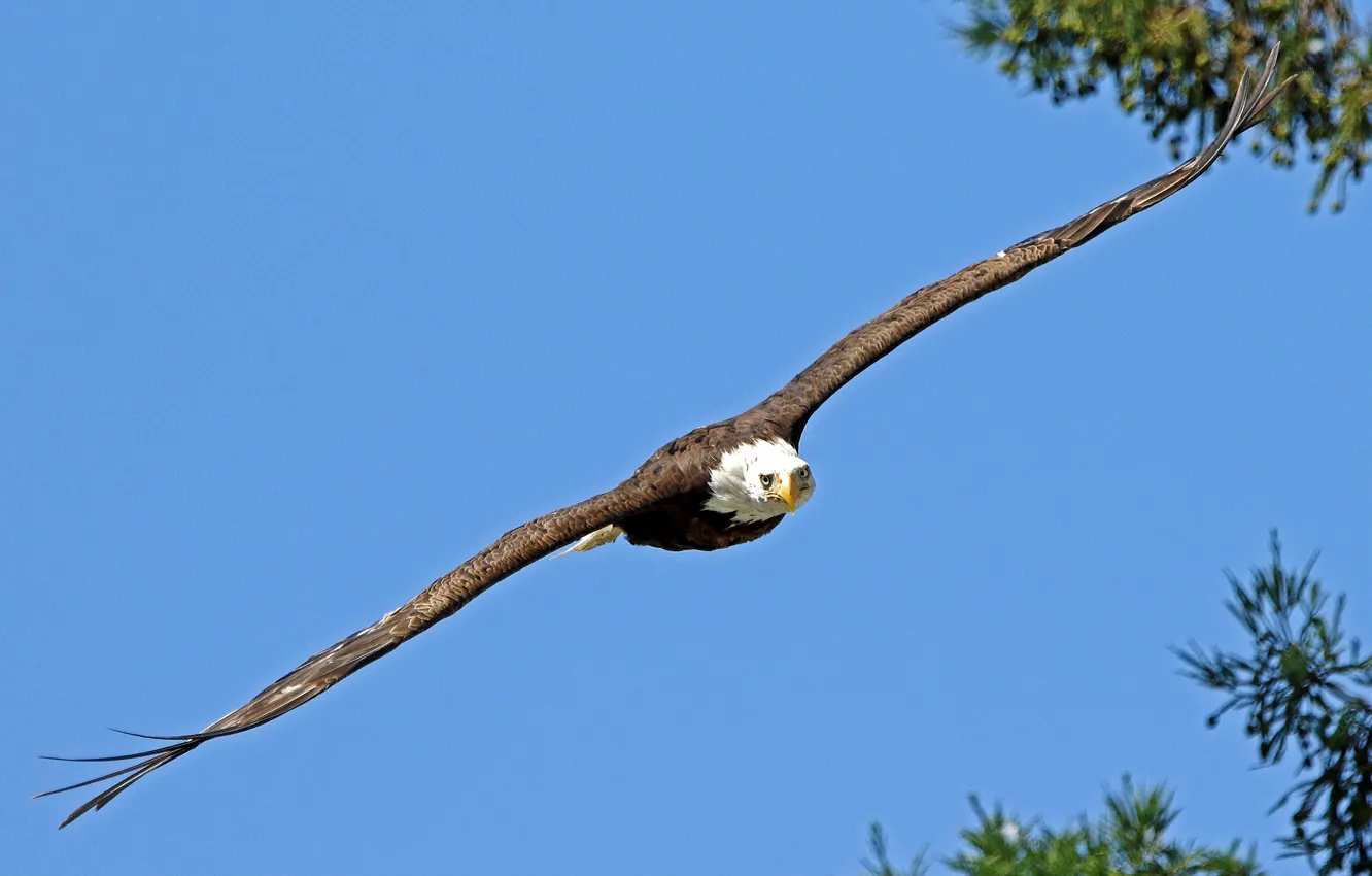 Photo wallpaper bird, flight, bald eagle