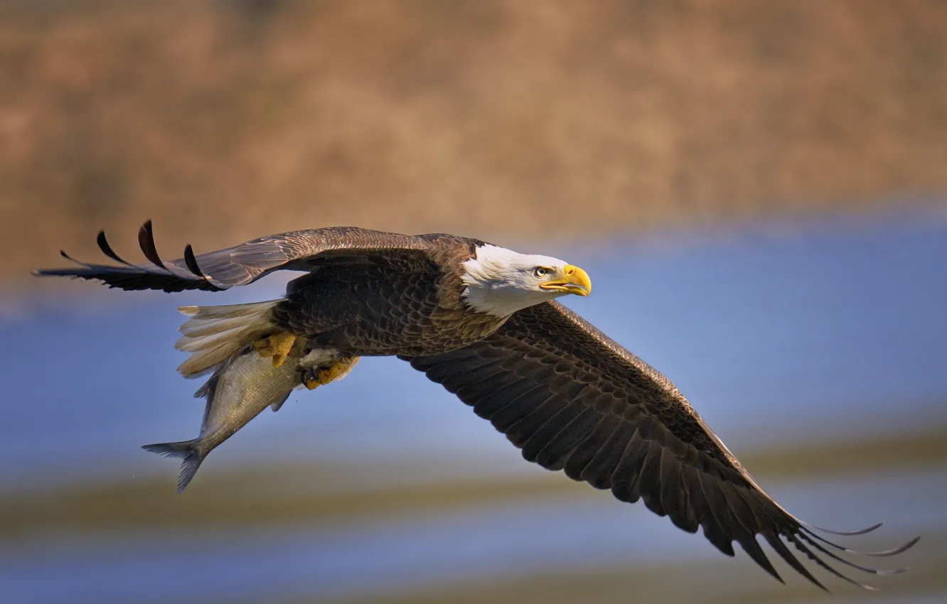Photo wallpaper bird, wings, fish, predator, flight, mining, Bald eagle, catch