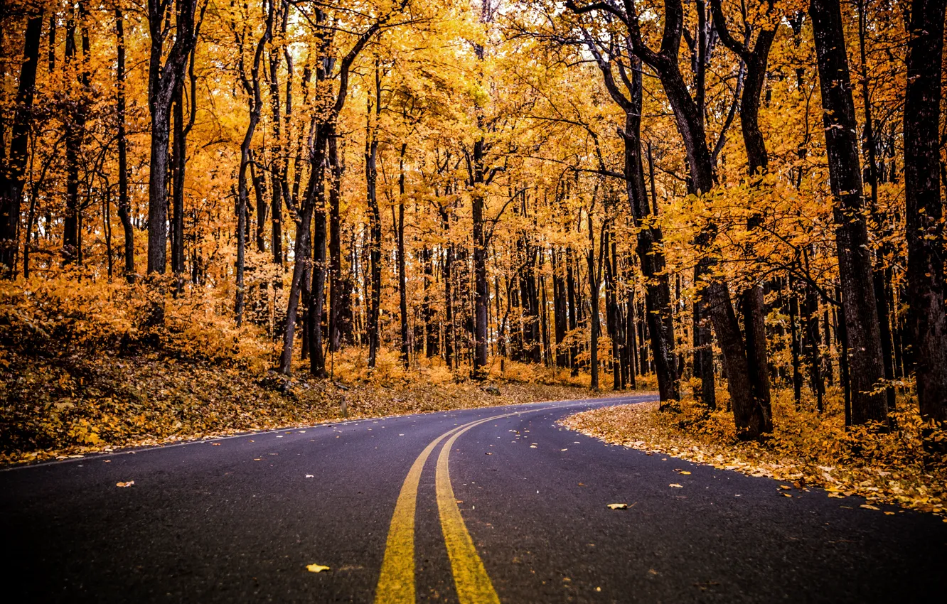 Photo wallpaper road, autumn, forest, leaves, trees, branches, foliage