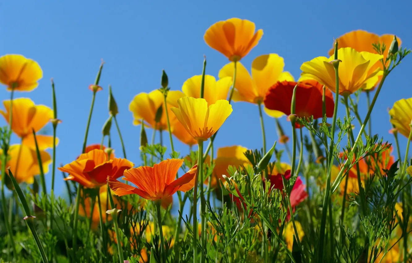 Photo wallpaper the sky, orange, yellow, Escholzia, California poppy