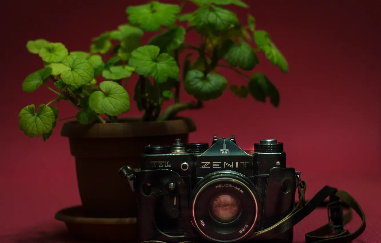 Photo wallpaper flowers, green, style, photo, Zenit, the camera, pink