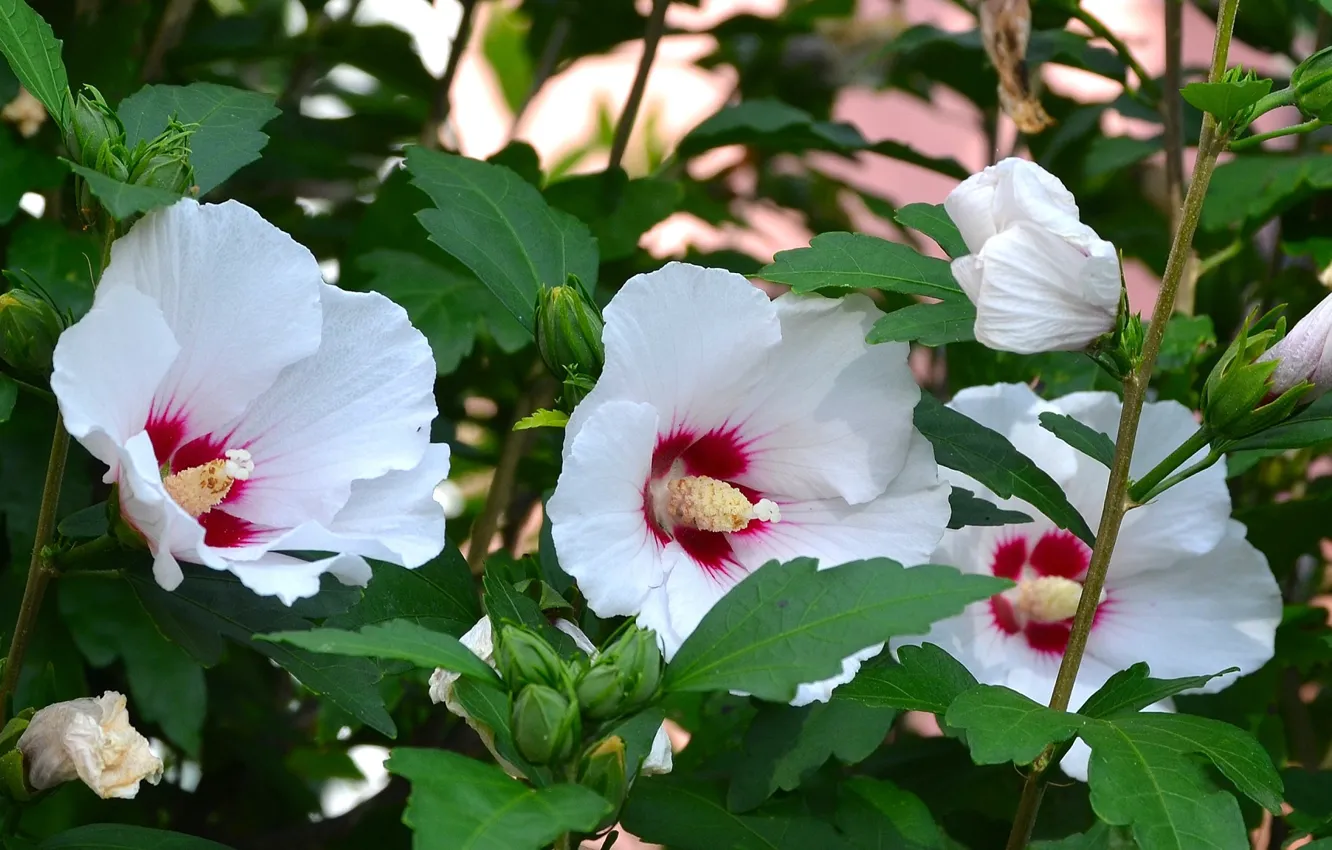 Photo wallpaper petals, stamens, leaf, bright, flowering, hibiscus