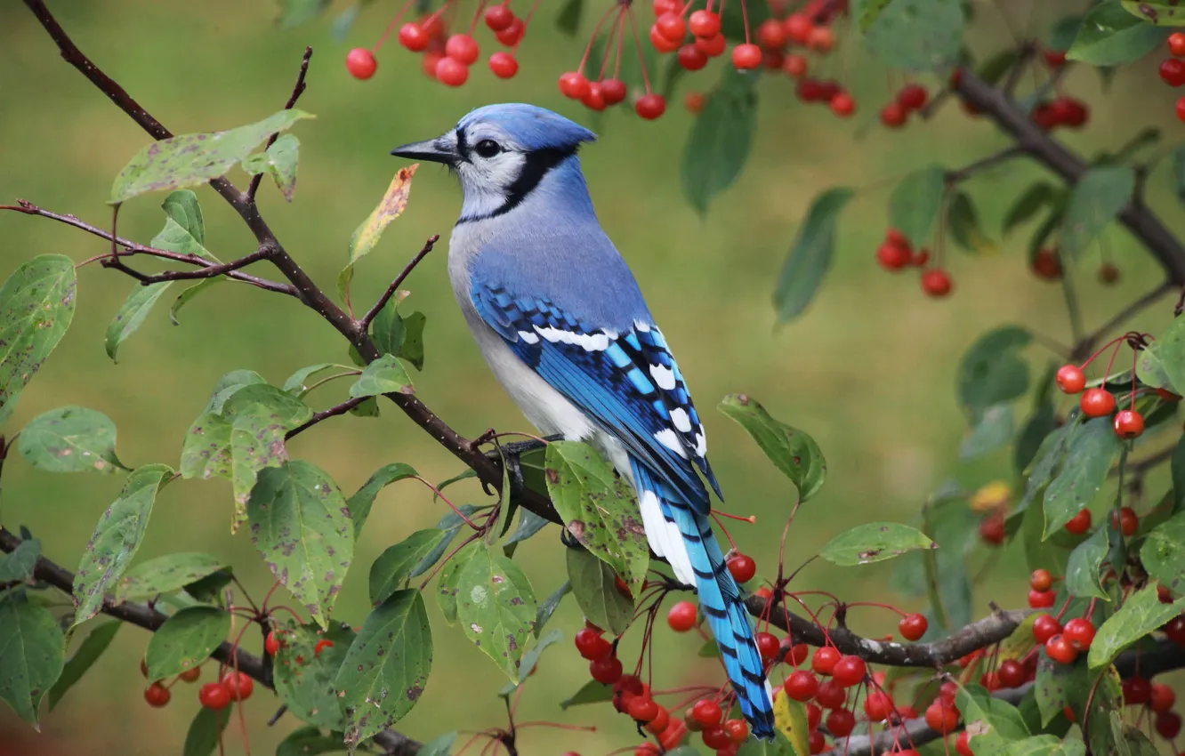 Photo wallpaper leaves, branches, bird, Apple, Blue Jay, apples