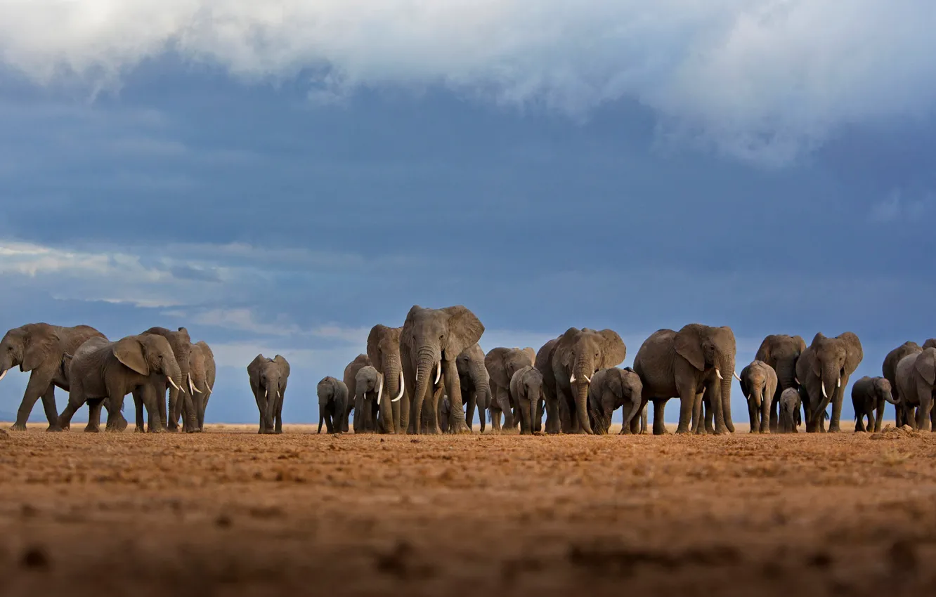 Photo wallpaper Africa, elephants, the herd, Kenya, Amboseli national Park