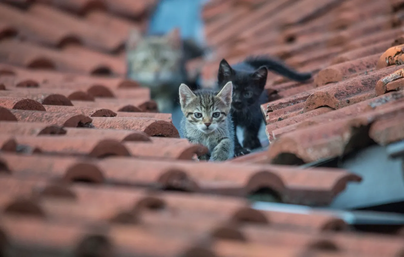 Photo wallpaper roof, eyes, look, kittens