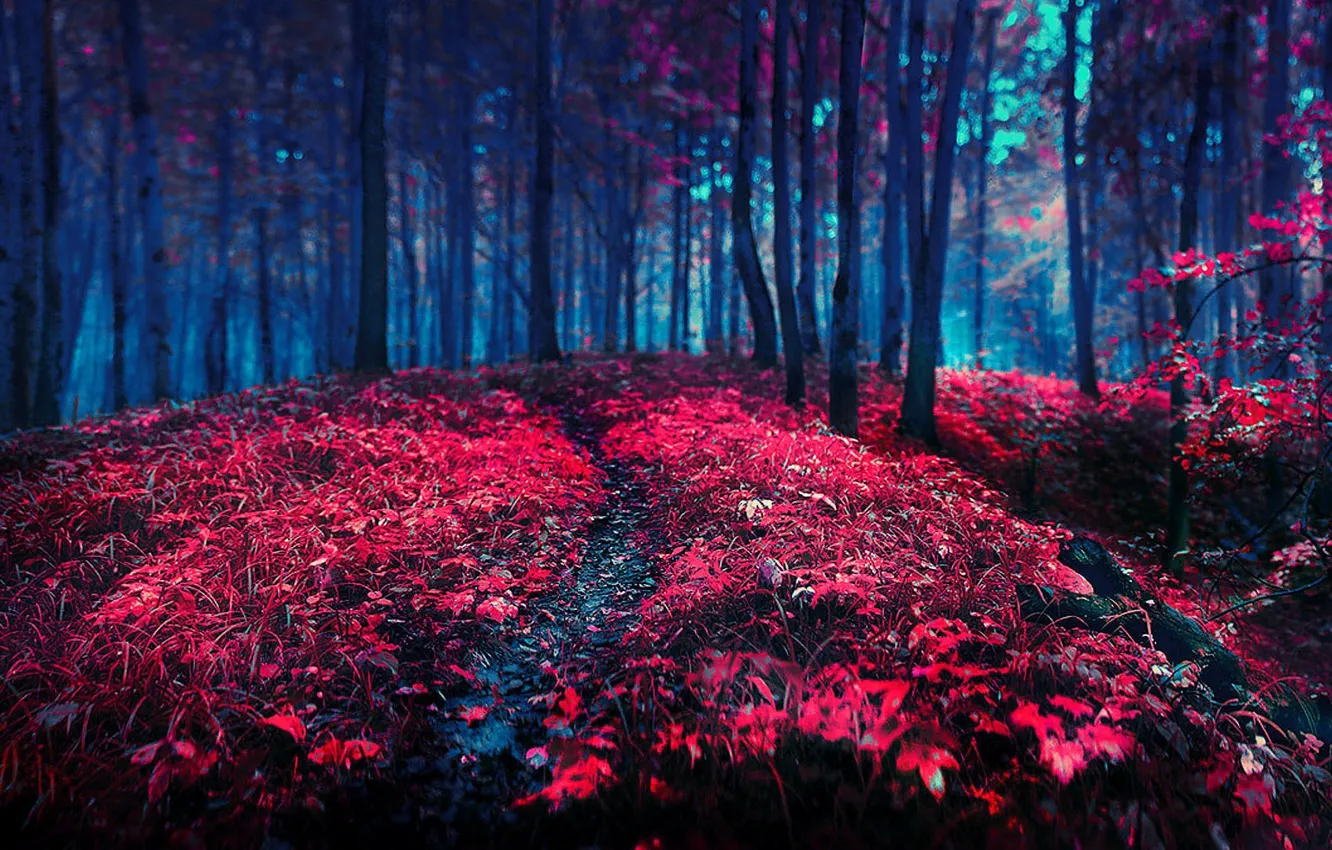 Photo wallpaper autumn, forest, light, trees, darkness