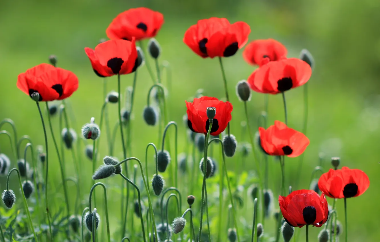 Photo wallpaper red, Maki, petals, meadow