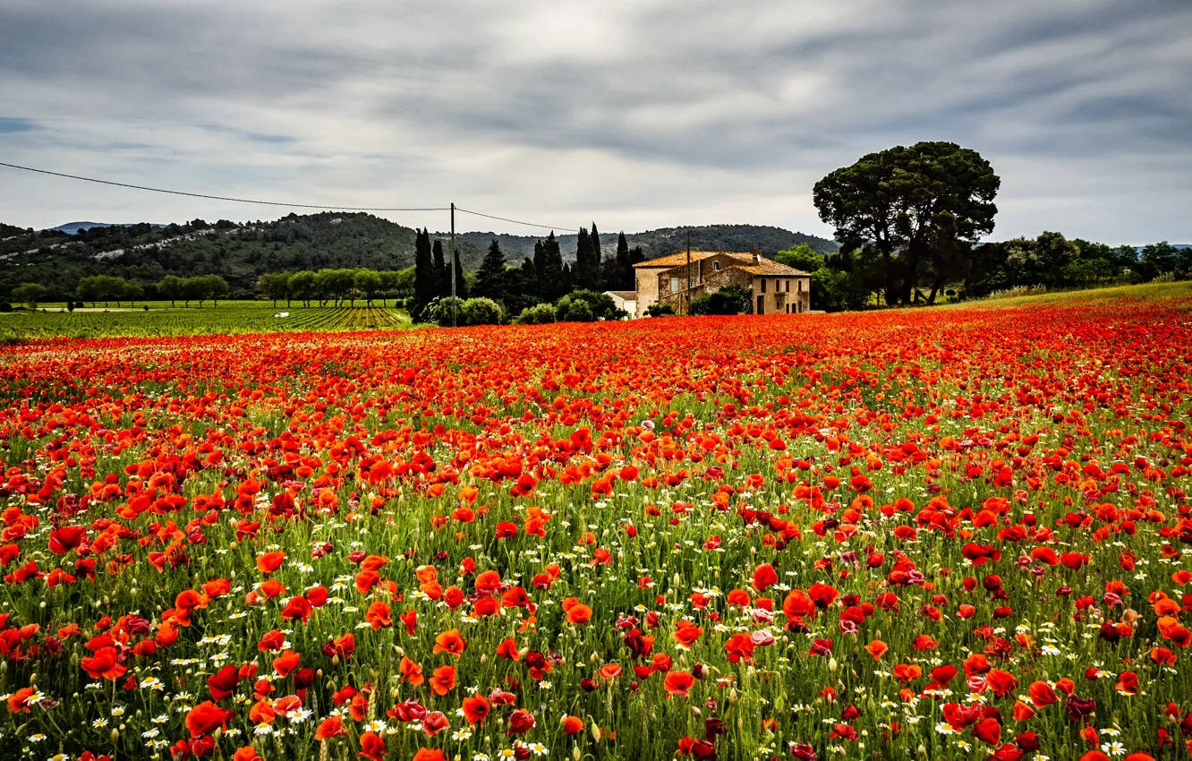Photo wallpaper summer, trees, flowers, red, Maki, home, space, mansion