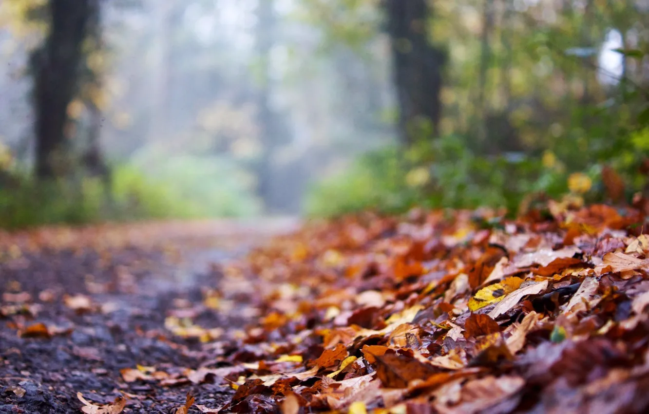 Photo wallpaper road, autumn, leaves, macro, background, widescreen, Wallpaper, blur