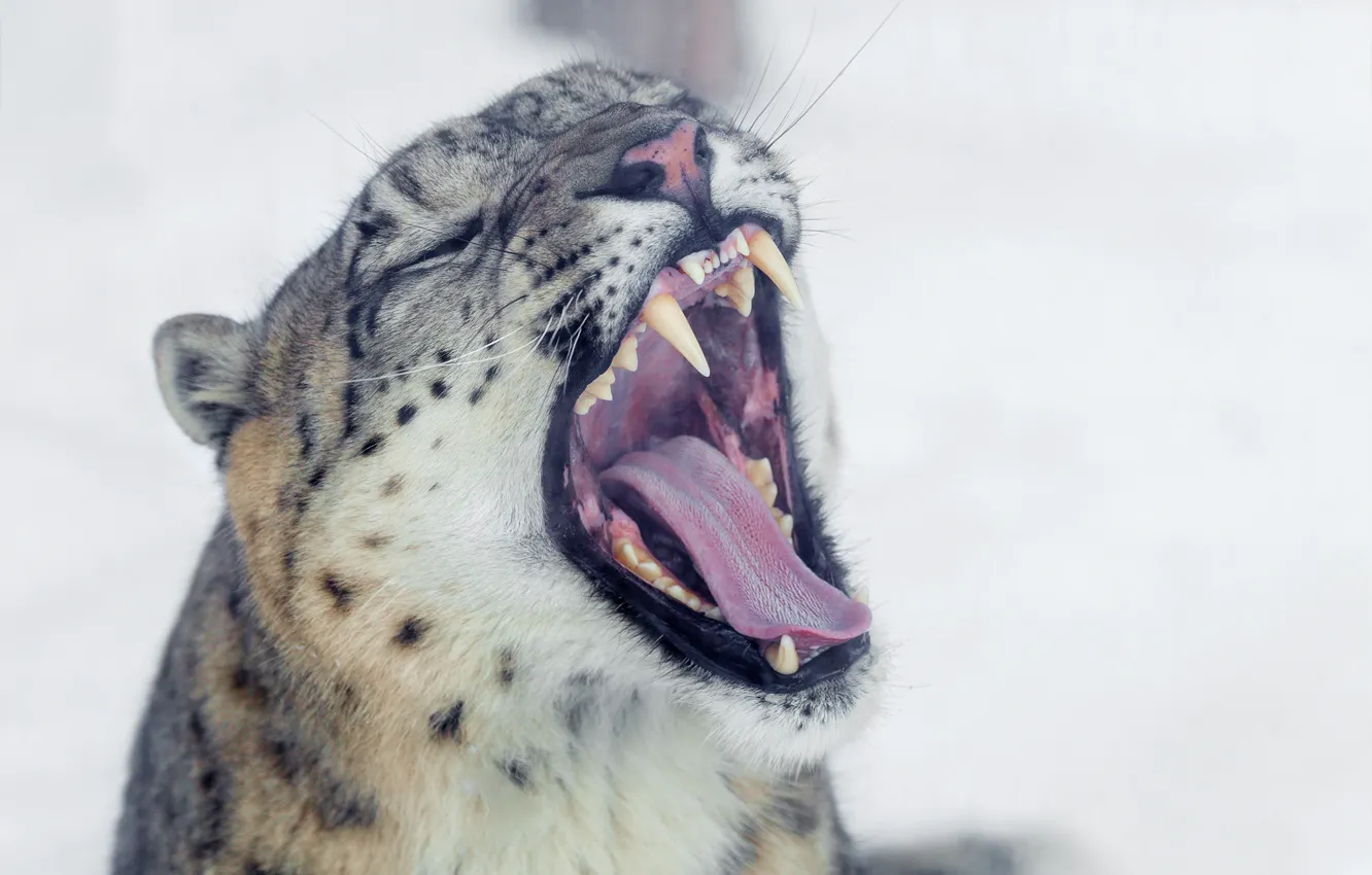 Photo wallpaper snow leopard, teeth, feline, Oleg Bogdanov